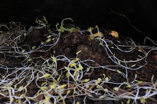 Bindweed attempted growth under black polythene, bindweed futile growth and Charlotte potatoes