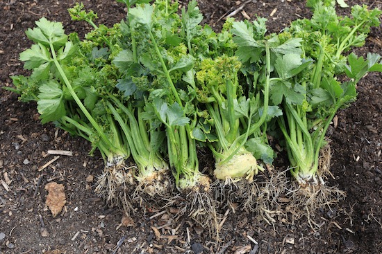 Celeriac plants almost 2 months old and hardly growing because of aphids probably vectoring disease