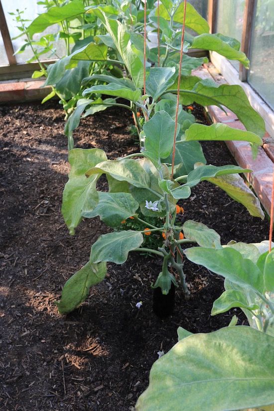 Red spider mite on the greenhouse aubergine plants, now removed