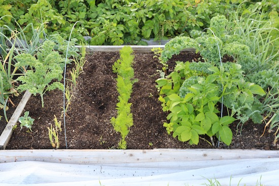 Bed of sieved woodchip and leaves quite yellow, but one plant potato gave 540g potatoes, Marfona