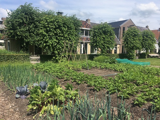 No dig garden 20 weeks later