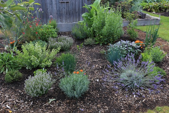 26th July, the herb garden in midsummer