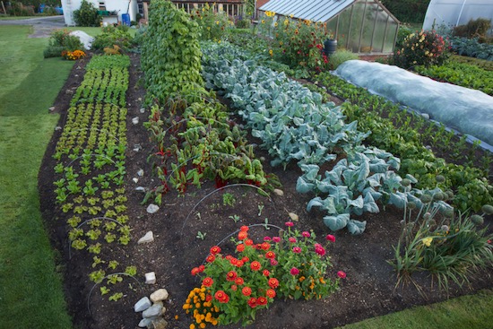 View to house, no dig lettuce beans broccoli