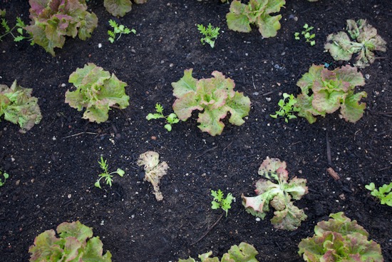 Lettuce root aphid causes plants to wilt suddenly