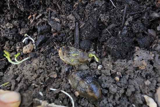 Summer slugs under a wooden plank