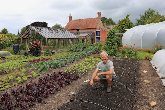New plantings rocket mustards Chinese cabbage