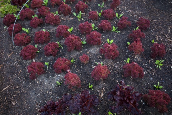 Lollo lettuce we pick weekly with Medania spinach interplanted