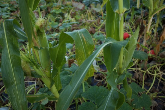 Sweetcorn interplanted between Crown Prince squash