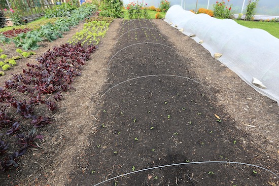 Small size of transplants with salad rocket this end