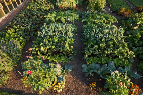 25th August, dug bed on left and no dig on right