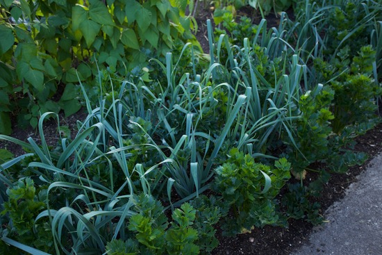Between celeriac are interplants of multisown leeks