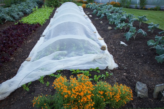 Rocket plants two weeks later, under mesh