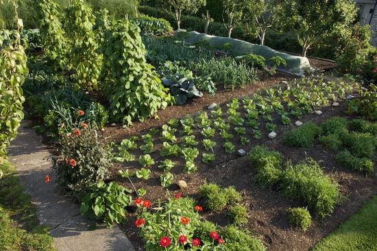 Homeacres three strip trial 27th August