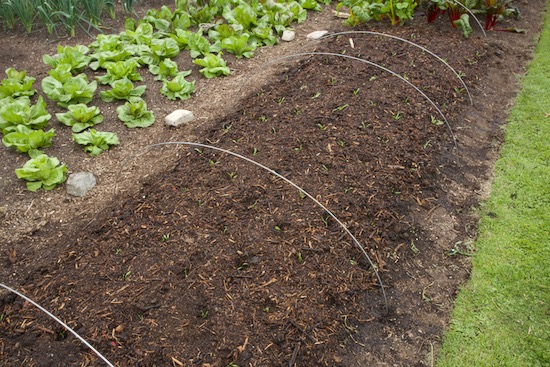 We planted the Medania after clearing wild rocket