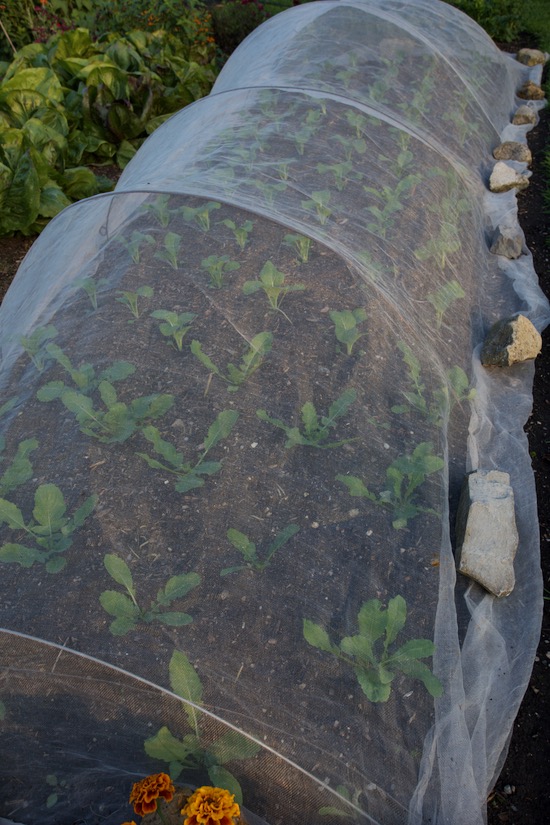 Ten days later, with mesh against insects on radish and pak choi