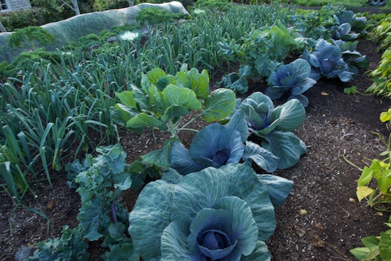 No rotation trial, year 7