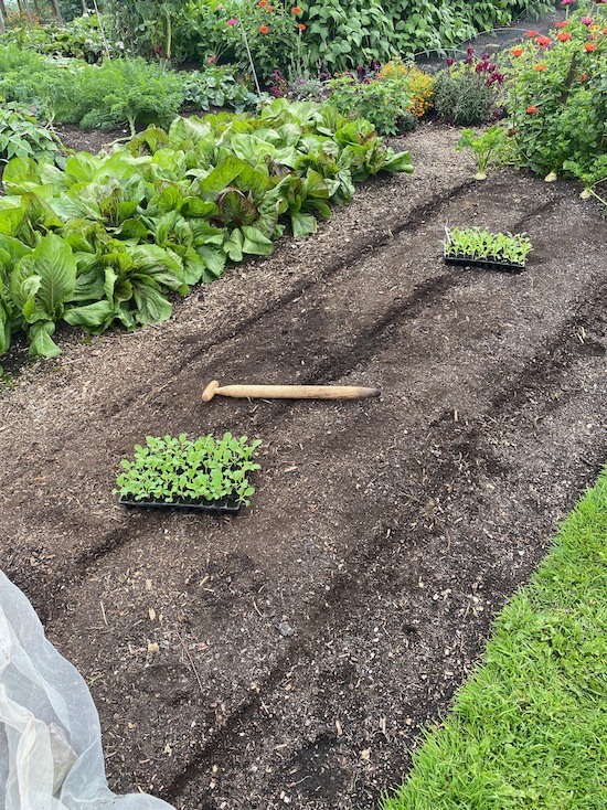 13th August new dibber for transplanting Pak choi
