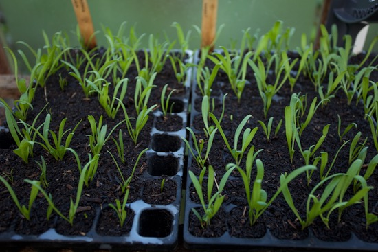 Medania spinach 15 days ready to plant CD60 tray