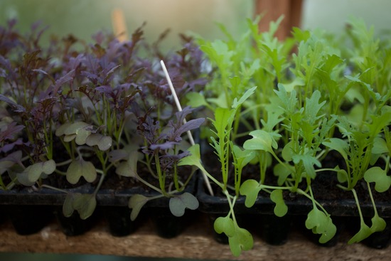 Mustards best planted 1 week ago