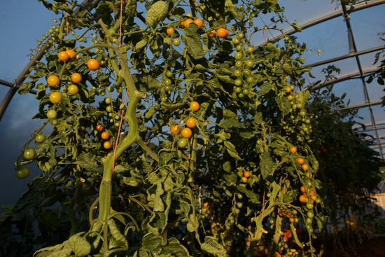 Polytunnel Sungold tomato plants in evening sun