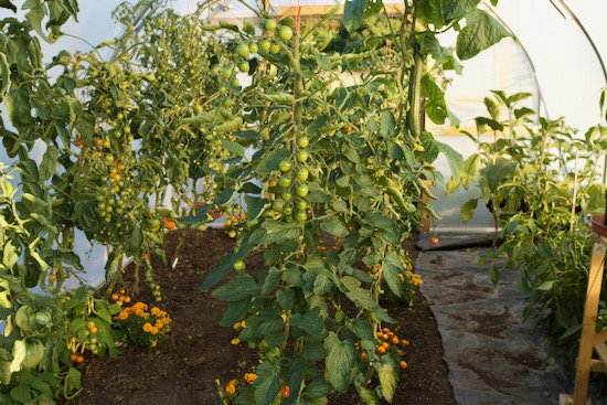 New tunnel tomatoes v healthy, in the best of season now