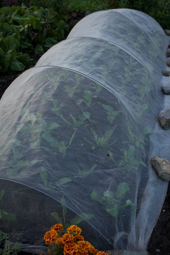 Pak choi now 2 weeks since planted