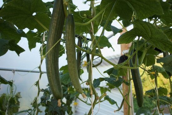Carmen F1 cucumber plants in the polytunnel have reached the top and are now growing down