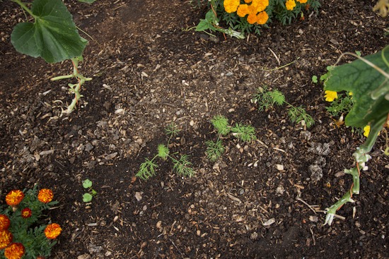 Dill interplanted between cordon cucumber plants