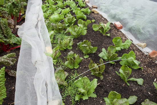 chicory 4 weeks planted and 3 weeks growth of bindweed on left