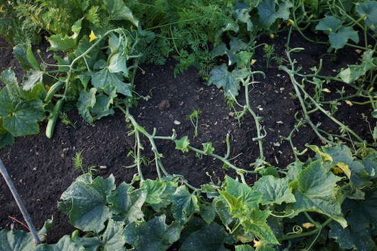 An interplant of fennel between ridge cucumbers Tanja