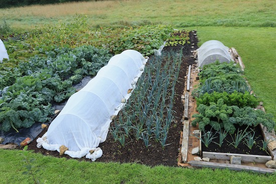 New planting of leeks and raab after potatoes