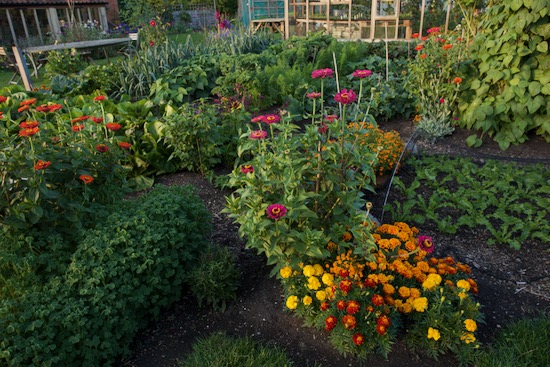 Flowers in the no dig garden include zinnias and marigolds
