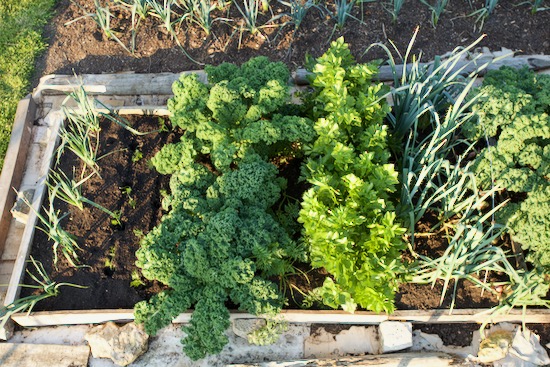 4 months since making this bed on much bindweed