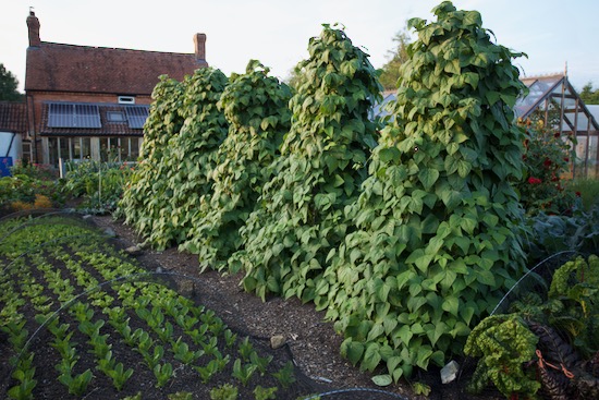 Borlotti bean teepees end of summer