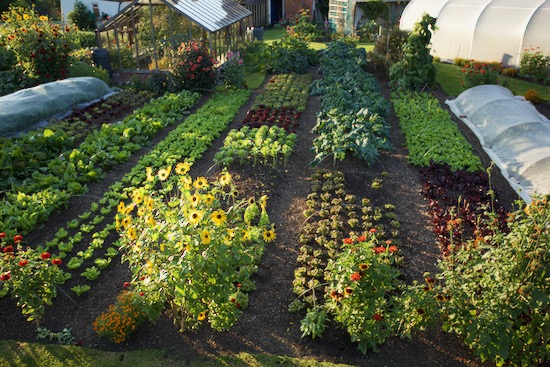 East end no dig garden, evening light 26th August