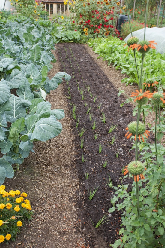 Bed transplanted with multisown spring onions,