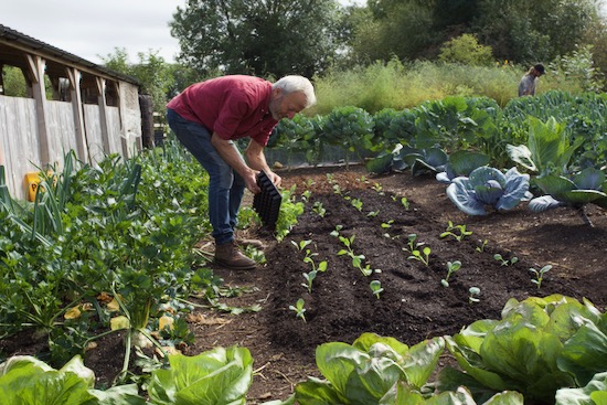 transplanting spring cabbage autumn equinox