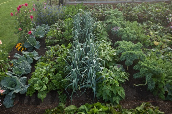 Polycropping and close spacings of multisown plants, all second planting