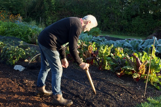 Charles dibbing holes for transplants