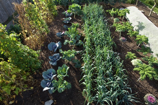 No dig, no rotation, seventh year of cabbages and leeks in the same beds