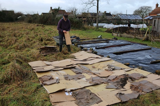Mulching weeds early March, firstly cardboard