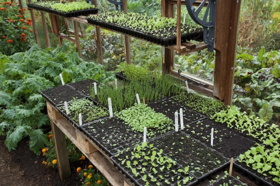 Propagation skills, seedlings for winter salads