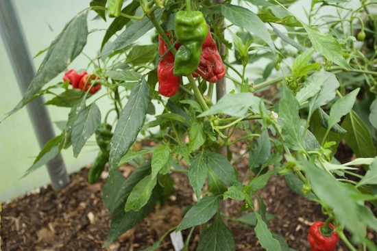 Padron chilli pepper ripe and hot