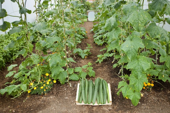 Cucumber harvest 22nd September polytunnel