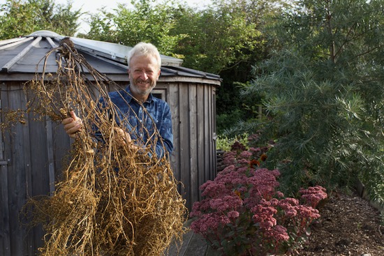 Charles with one beetroot plant for seed
