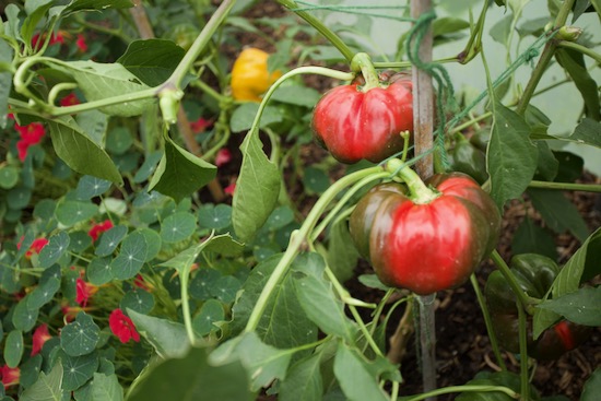 Bendigo F1 sweet pepper and d'Asti Giallo behind