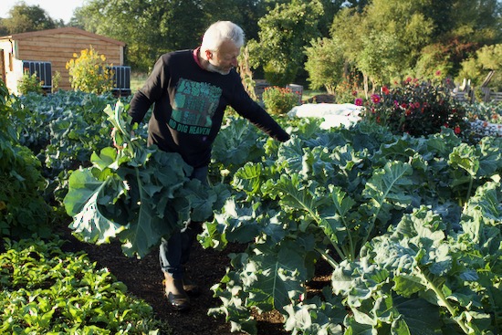 Charles removing broccoli lower leaves