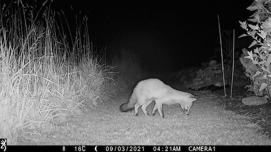 Photo of a night fox by the sensor camera
