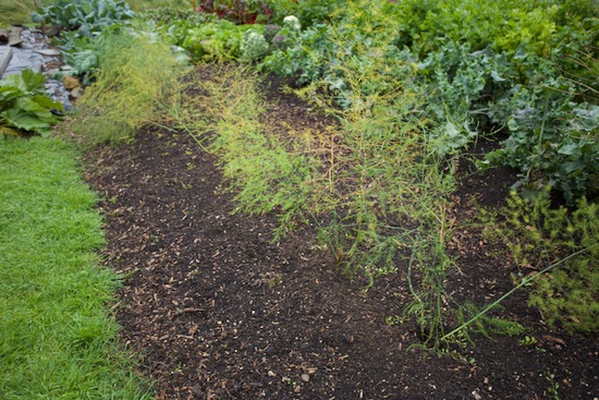 Asparagus in it's first year from crowns planted April