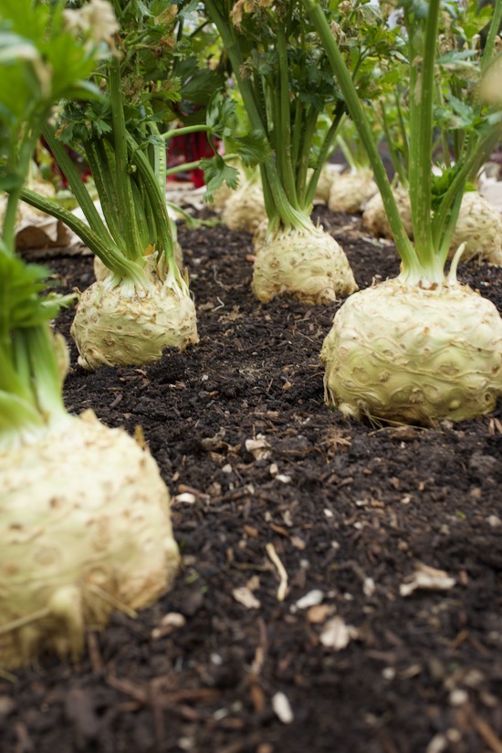 celeriac no dig fed with compost